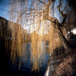 WeepingWillow