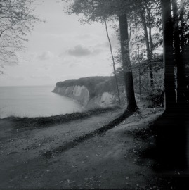 The Forest Above the Sea