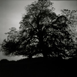 A Tree at Dusk