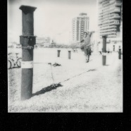 Polaroids 431