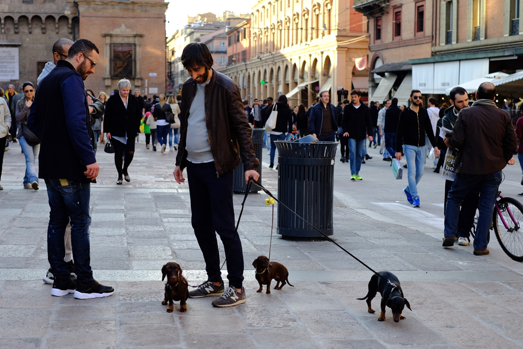 Dog Parade