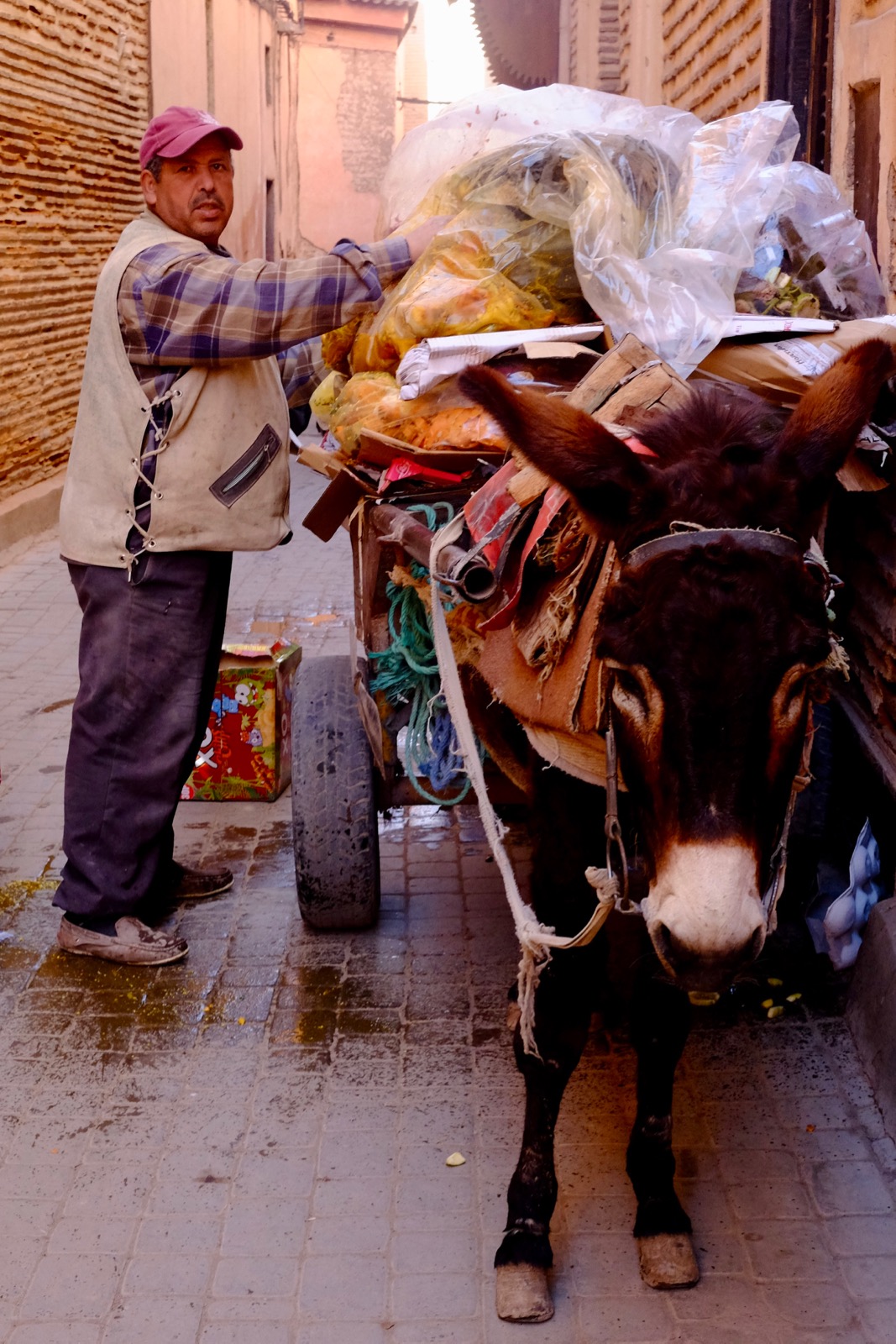Donkey Day (Marrakesh)