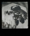 Polaroids 959
