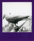 Polaroids 899