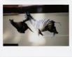 Born Free (Fleeting Ghosts) : Instax Version
